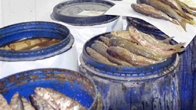 ضبط 1.8 طن أسماك مملحة منتهية الصلاحية بالمنيا