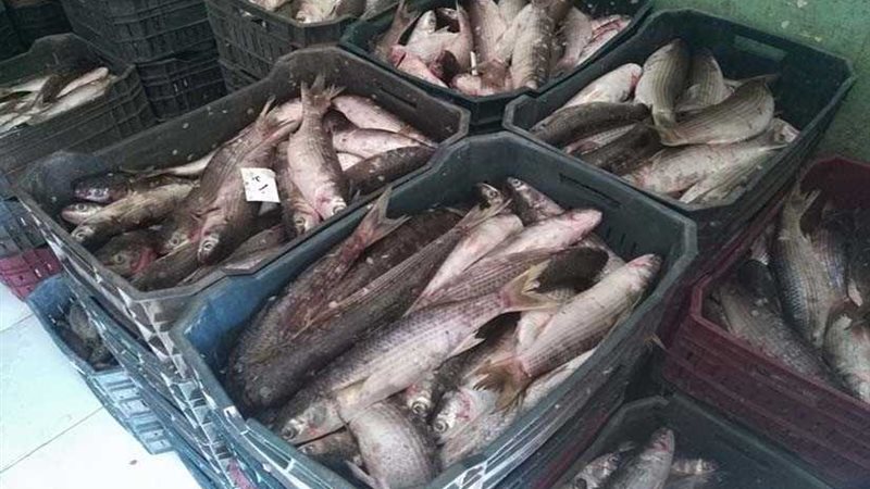 نبروه.. قلعة صناعة