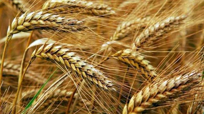 سعر القمح حائر بين