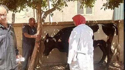 الشهداء تبدأ الحملة القومية للتحصين ضد الحمى القلاعية