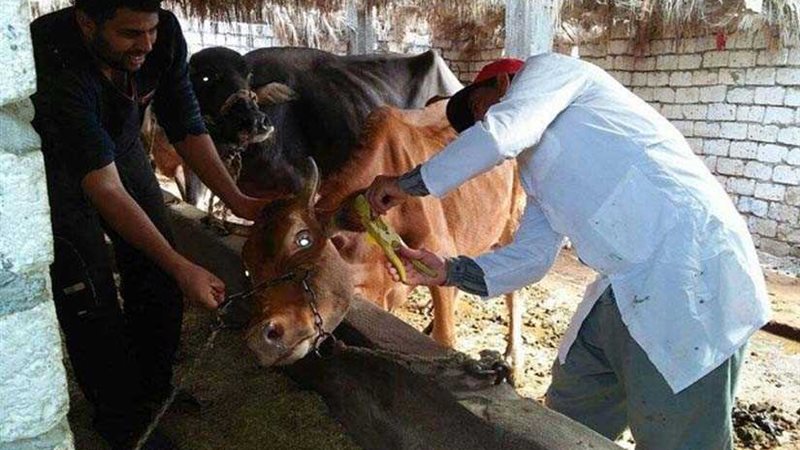 تحصين 9810 رؤوس ماشية