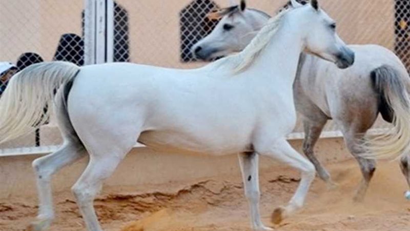 الزراعة: تصدير31