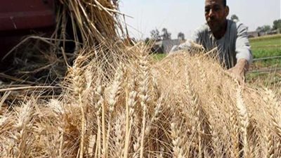 تموين كفرالشيخ : 600 جنيه لـ أردب القمح