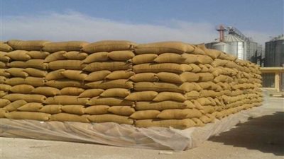 توريد 955 طن قمح بالغربية