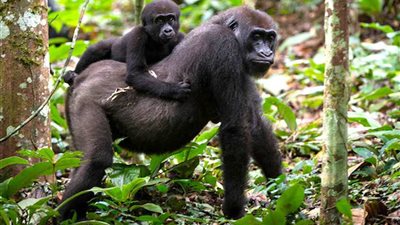 تصوير الغوريلا كالايا وهي تهدد ابنها موكي