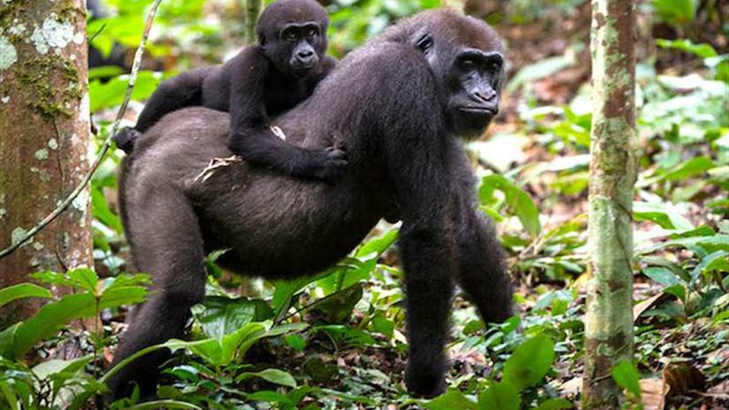 تصوير الغوريلا كالايا