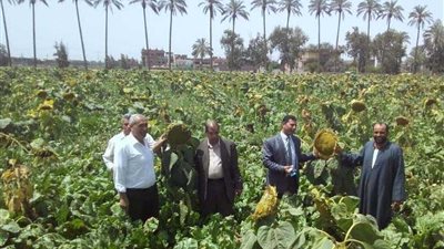 البحيرة.. الإرشاد الزراعي ينظم أيام حصاد دوار الشمس الزيتي