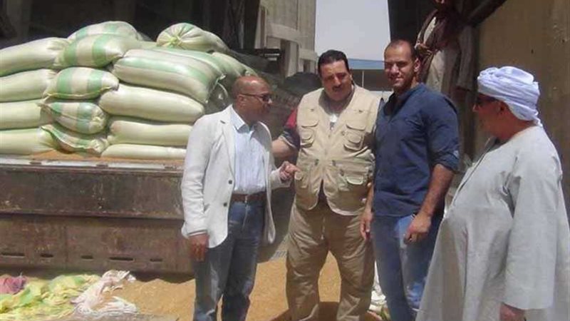 بشاير محصول القمح