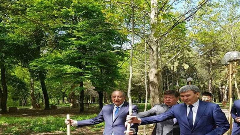 شجرة البحر الأحمر