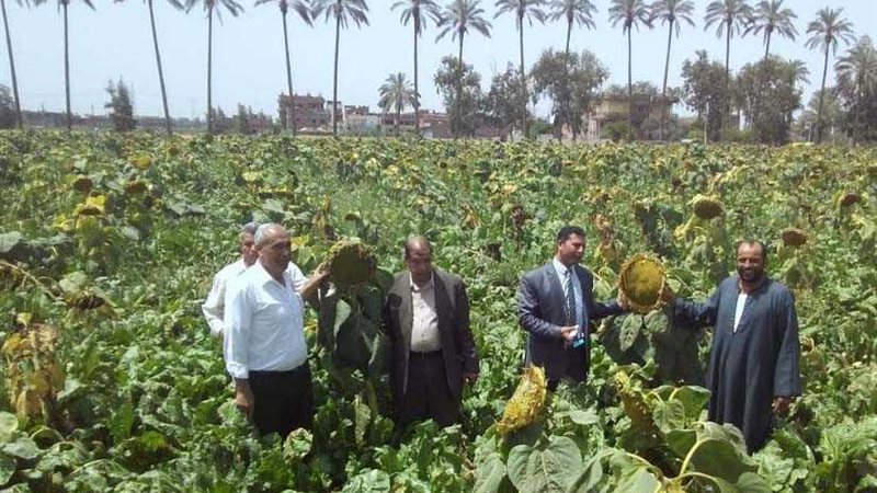 البحيرة.. الإرشاد