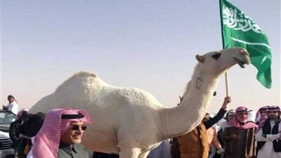 تحنيط أجمل ناقة في السعودية بعد أشهر على نفوقها..