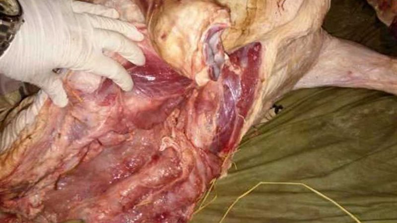 بيطري الفيوم ضبط