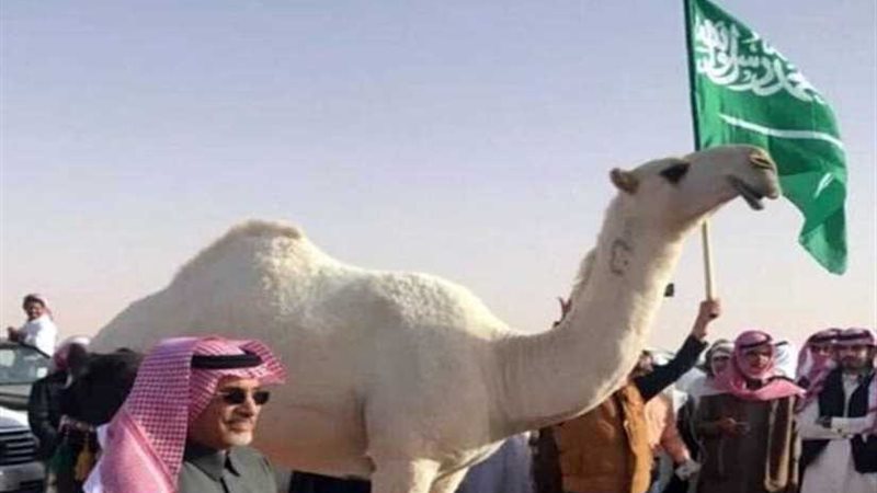 تحنيط أجمل ناقة في