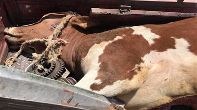 مباحث التموين تضبط 2 طن لحوم نافقة وغير صالحة 