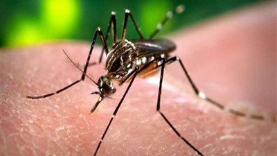 خبير حشرات يمسك بأكبر بعوضة في العالم بالصين