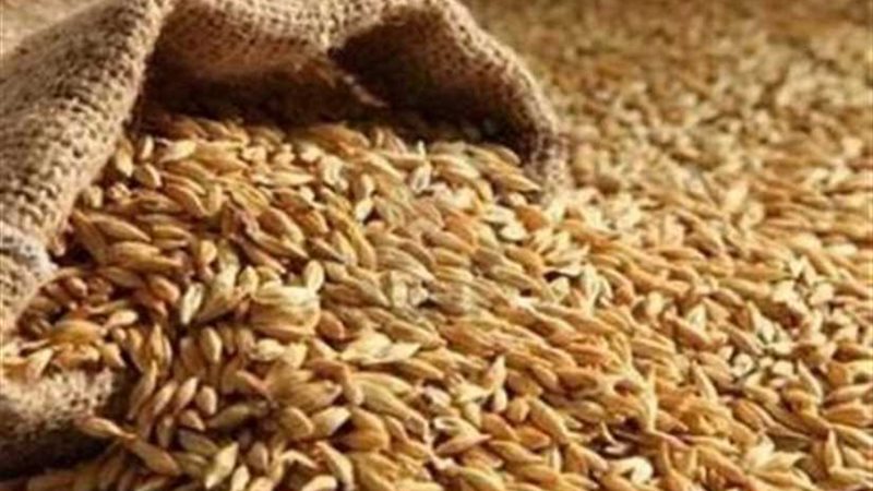 تموين المنيا: توريد