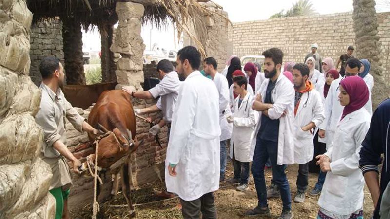 الجيزة.. قافلة بيطرية