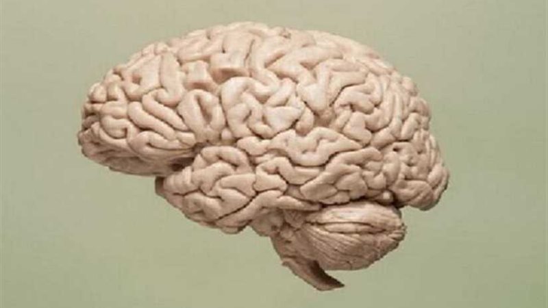 دراسة: يمكن البقاء