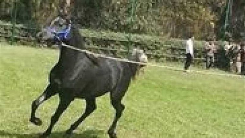 الزراعة:مزاد لبيع