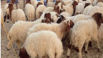 انطلاق الحملة القومية لحماية الثروة الحيوانية بدمياط