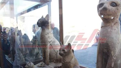 أسود وأكبر جعران في العالم بجبانة الحيوانات بسقارة