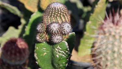 للصبار وجوه وفوائد.. تعرّف عليها (صور)