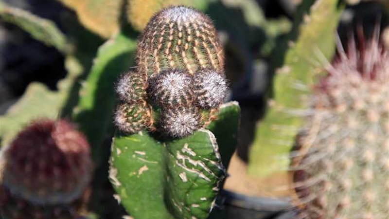 للصبار وجوه وفوائد..