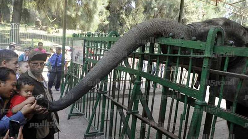 الزراعة تنفي زيادة