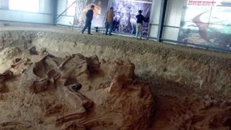 اكتشاف حفريات أجنة