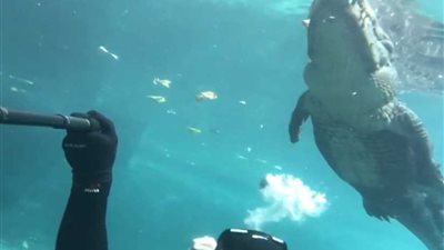 متهور يغامر بحياته لتقبيل تمساح... فيديو