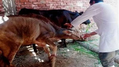 جهود الطب البيطري.. علاج 150 ألف رأس ماشية وإعدام 5 أطنان لحوم غير صالحة بالبحيرة