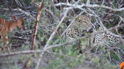 فهد يداعب ظبيا صغيرا لمدة ساعتين ومن ثم يفترسه..( فيديو)