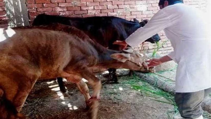 جهود الطب البيطري..