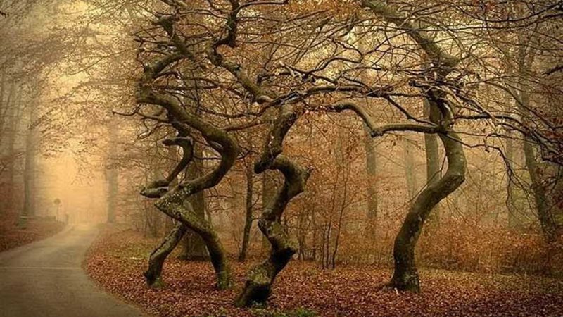 أشجار ترقص وتحقق