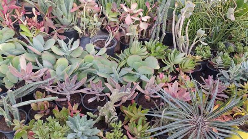 زهور الخريف.. الأسعار