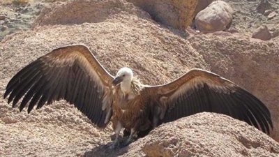 نسر يشكر فريق بيئي تدخل لإنقاذه في محمية سانت كاترين على طريقته الخاصة