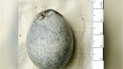 عثروا على بيض عمره 1700 عام.. ثم كسروه بالخطأ