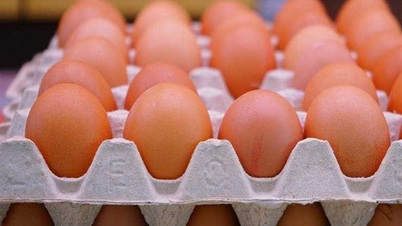 قصة كرتونة البيض