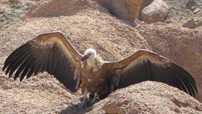 نسر يشكر فريق بيئي