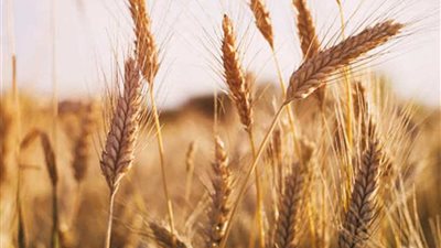 رصيد صوامع ميناء دمياط من القمح يقفز لـ 180 ألف طن