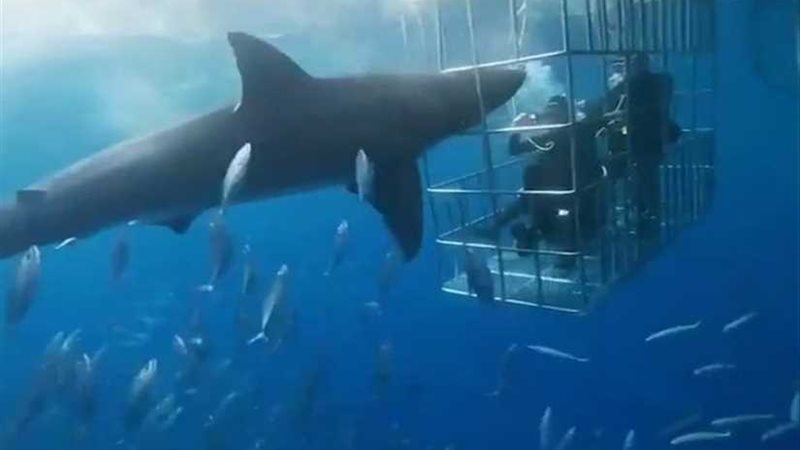 صراع القرش الأبيض