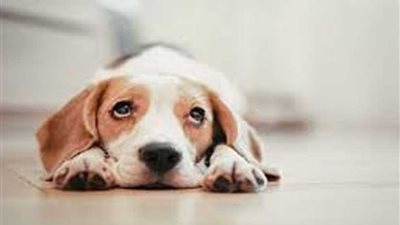 تحذير.. كلب يلعق أقدام صاحبته ويسبب لها عدوى نادرة وخطيرة