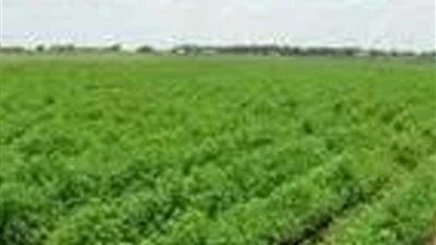 الري تنفي تلف المحاصيل الزراعية بمناطق وجود 