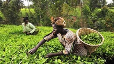 النزاعات التجارية والسياسية تؤثر سلبيا على أسعار الشاي في شرق أفريقيا