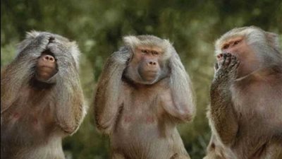 بعد الحمير والبغال.. تركيا تستورد لحوم القرود.. ونائب يسأل: من سيأكلها؟