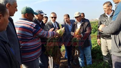 زراعة 1153 فدانًا بالبنجر بكفر الشيخ