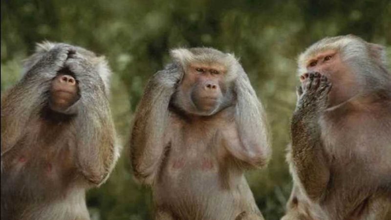 بعد الحمير والبغال..