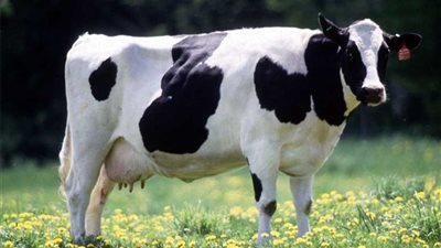 البقرة أم السيارة... أيهما أخطر على البيئة