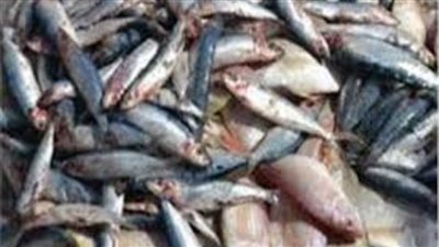 ضبط 4 أطنان أسماك  فاسدة