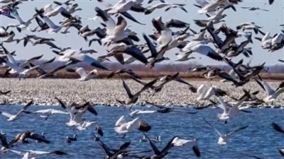  الطيور المهاجرة تشكل سيمفونية فوق بحيرة البردويل 